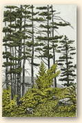 Canadese bomen, die de dichter Ferland in verrukking konden brengen