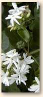 Jasmijn (jasminum officinalis)