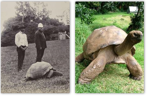 Jonathan in 1900 en dezelfde schildpad in 2008